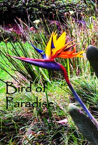Bird of Paradise