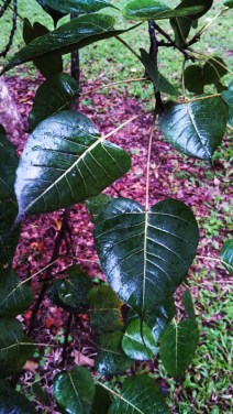 ficus religiosa