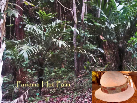 Panama Hat Palm