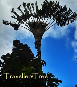 Travellers Tree