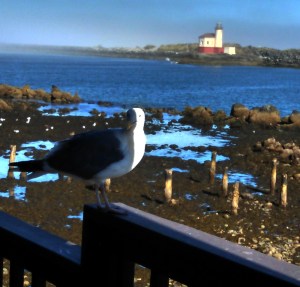 Stanley on the railing of Lighthouse B&B