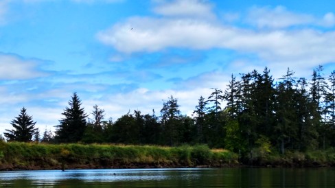 4. bald eagle soaring over John Day River