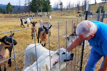 Aug 25 - G with Heidi, Tyr and goats