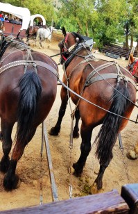 Aug 30 - Rough and Ready en route to Chuck Wagon Dinner